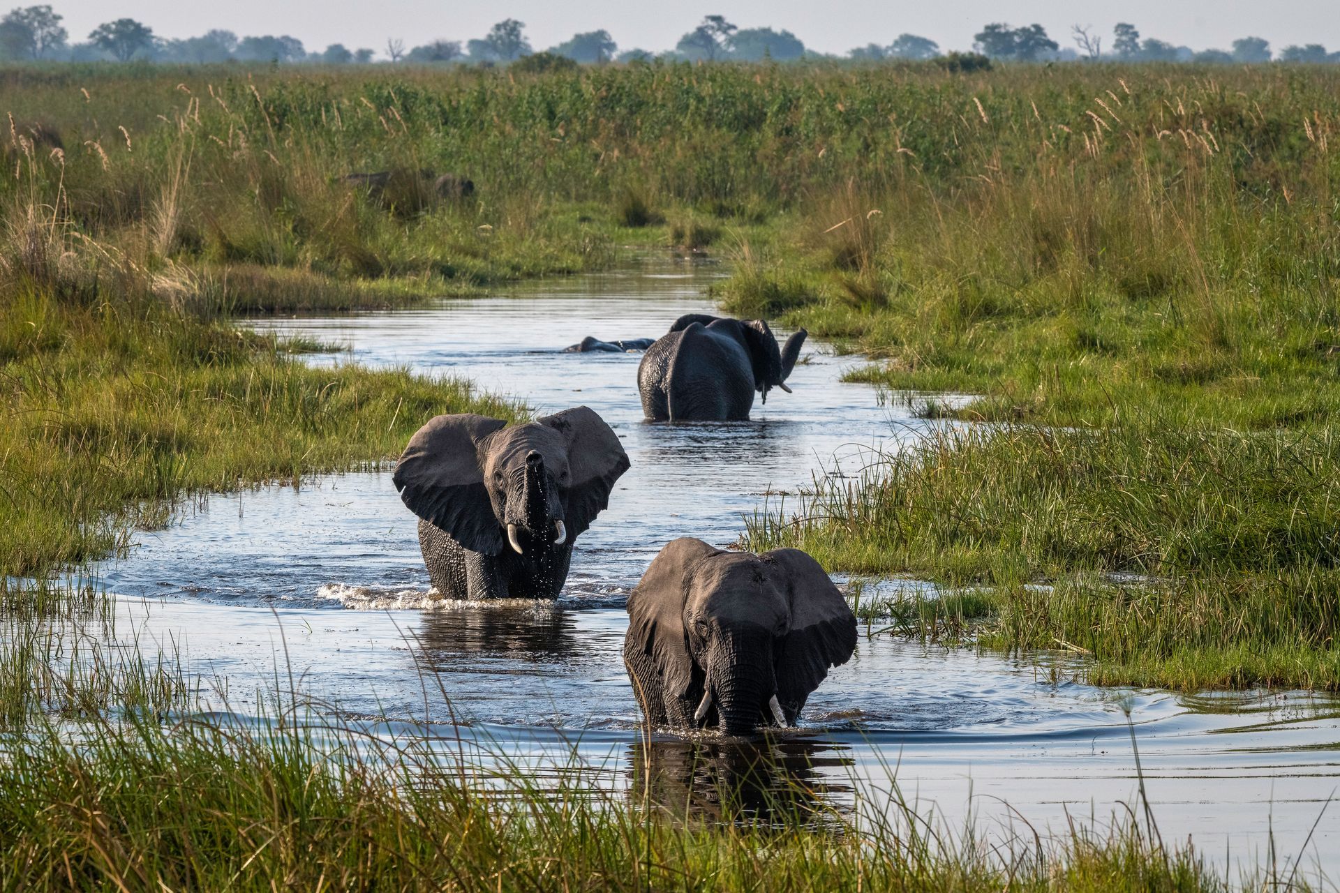 Three elephants walk through a shallow, grassy river channel in a bright, natural landscape.