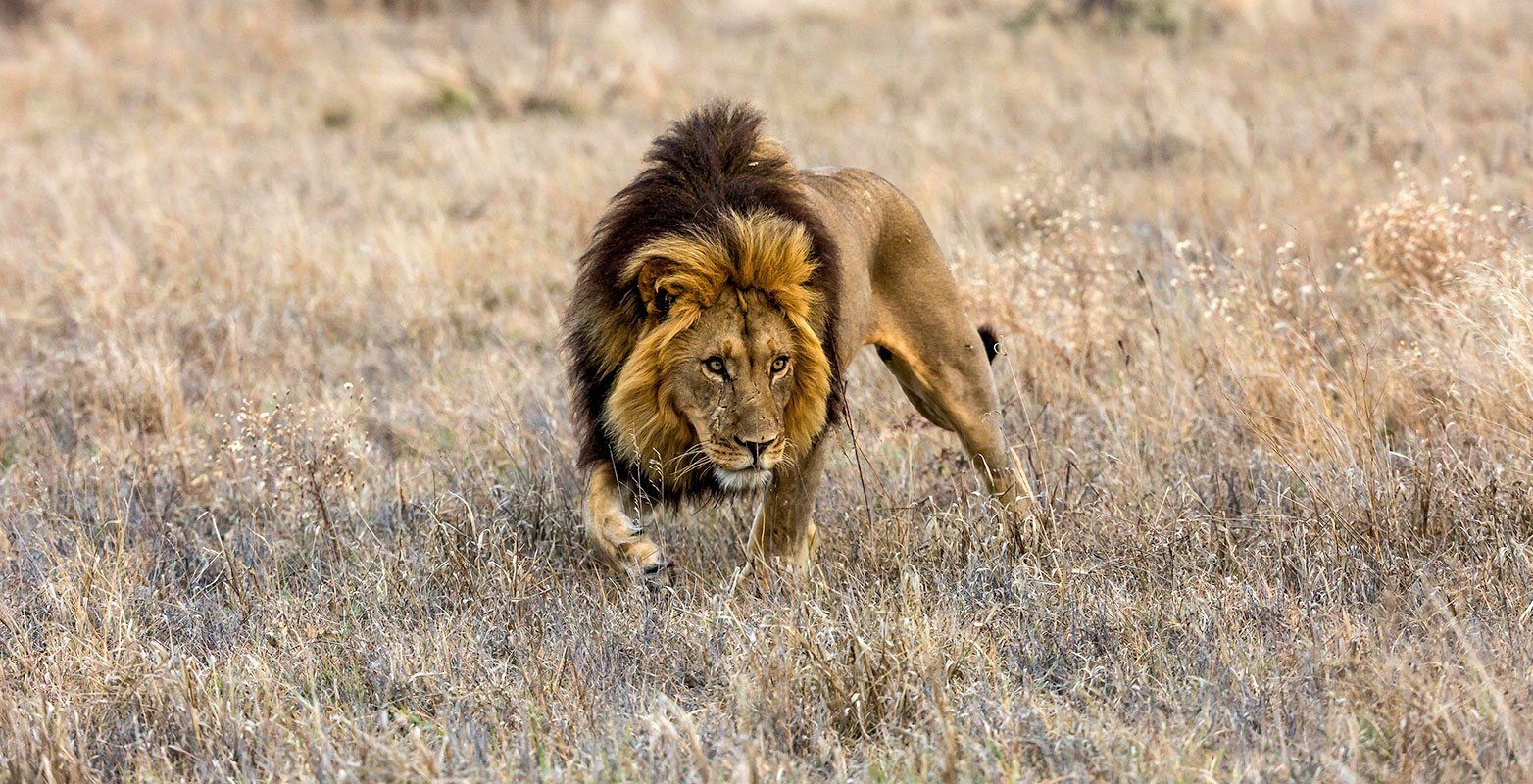 A lion is walking through a dry grass field.