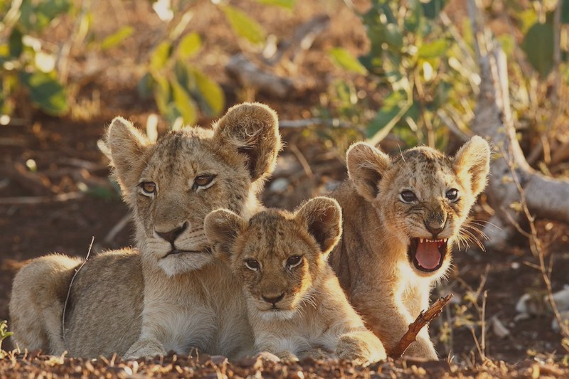 Three young lion cubs sitting in the dry grass, one with its mouth open as if yawning or roaring.