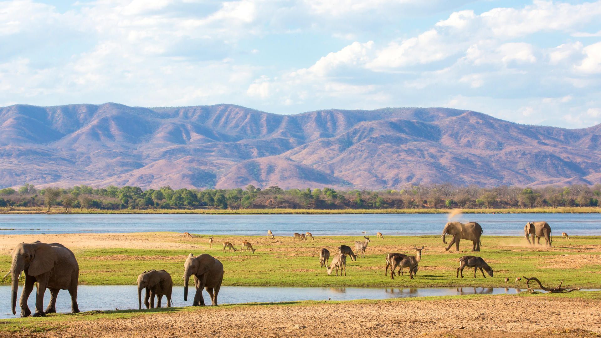 Elephants and plains game along the Zambezi River in Mana Pools National Park, Zimbabwe