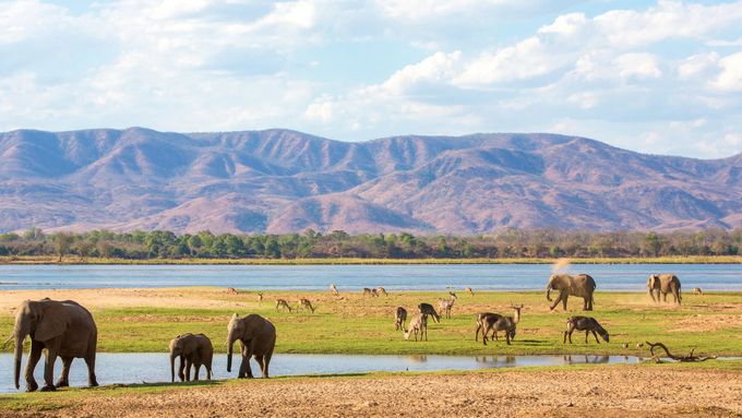 Elephants graze and drink water in a savanna landscape with a lake and mountains under a blue, cloudy sky.