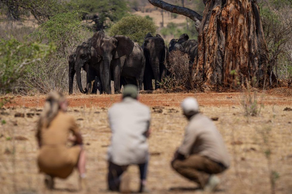 A group of people are looking at elephants in the wild.