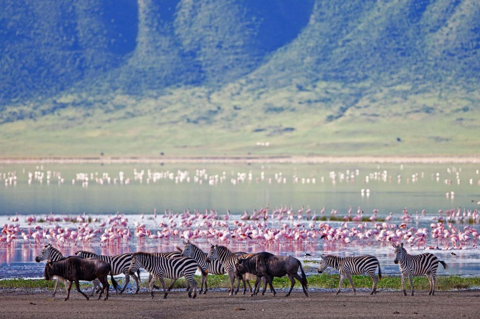 A herd of zebras and wildebeest are walking in front of a lake filled with flamingos.