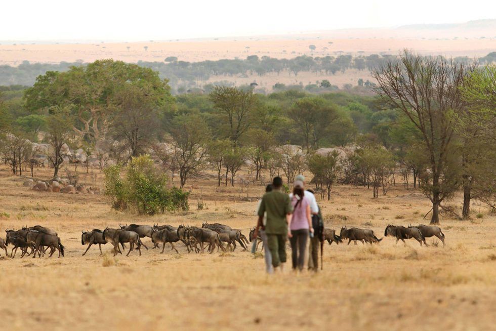 A couple of people are walking through a field with a herd of animals.