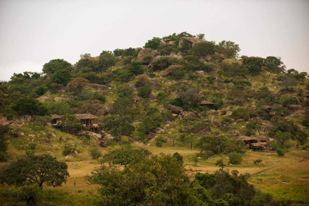 A lush green hillside covered in trees and grass.
