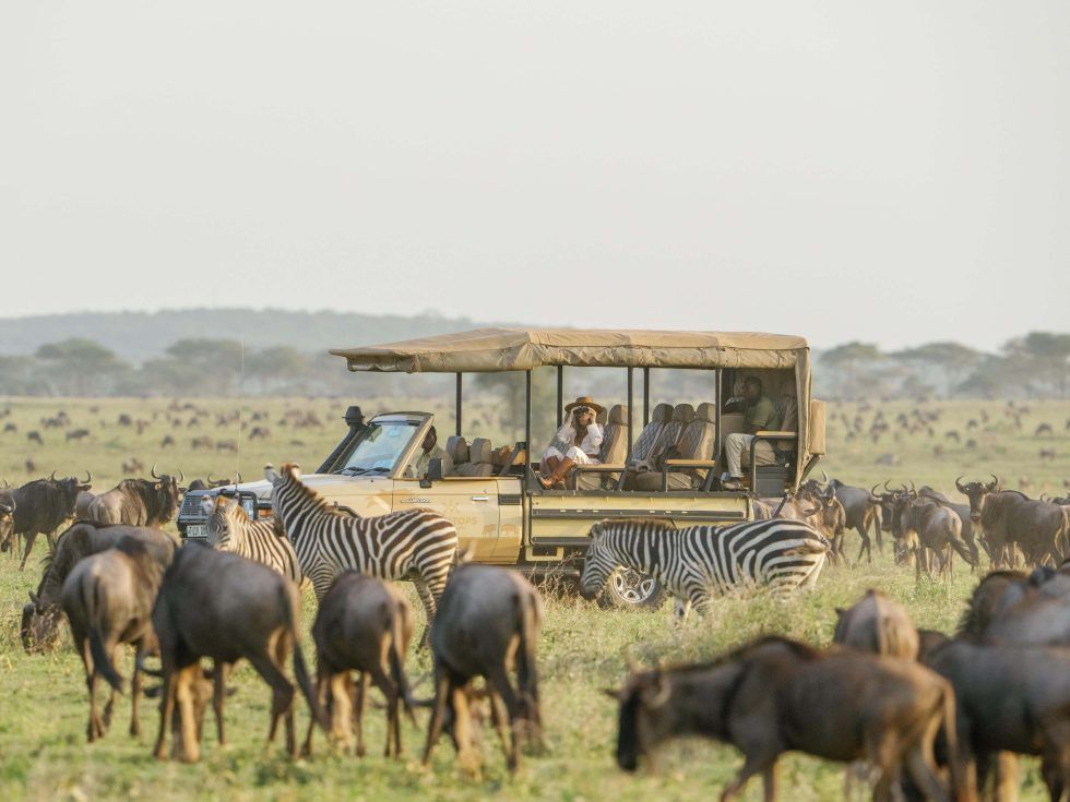 A jeep is driving through a field of zebras and wildebeest.