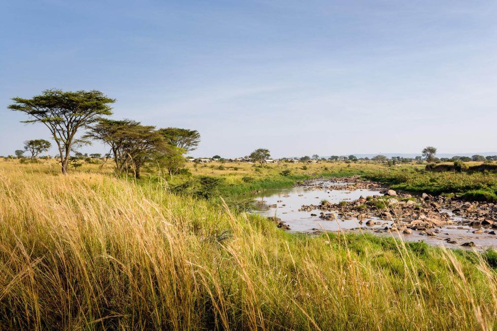 A river runs through a grassy field with trees in the background.