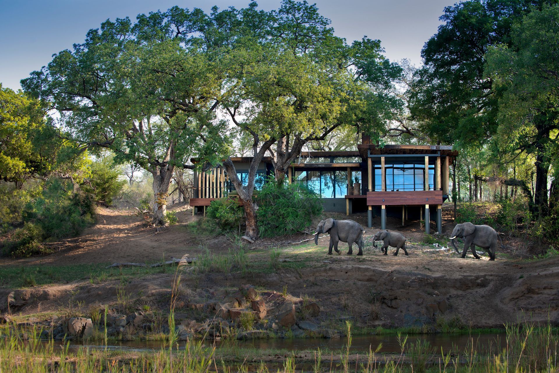 A group of elephants walking in front of a house