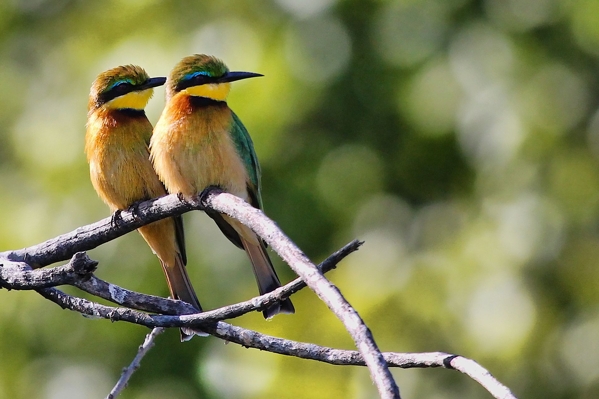 Two birds are perched on a tree branch.