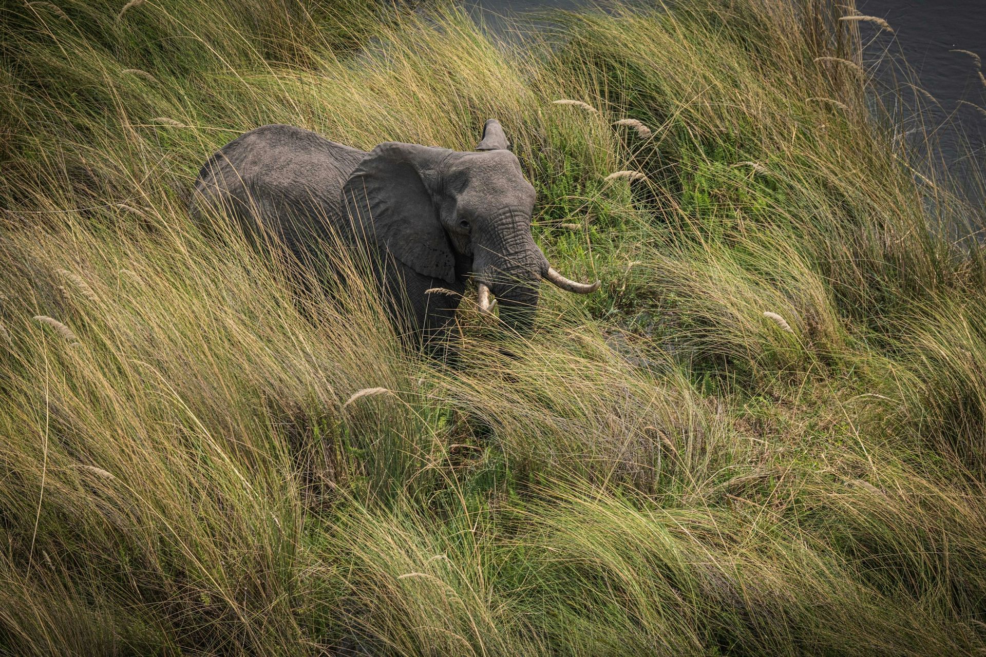 An elephant is standing in a field of tall grass.