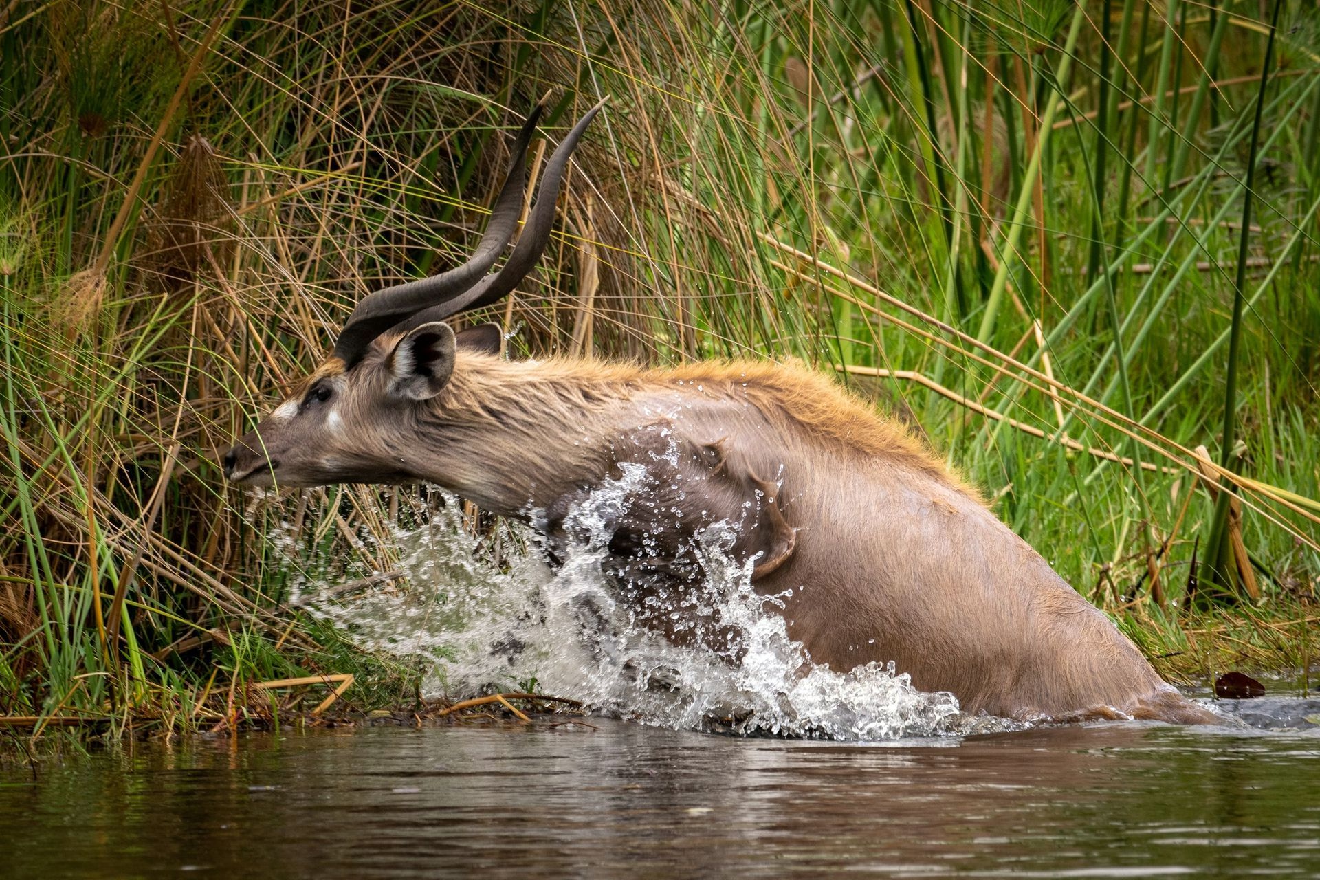 A deer with long horns is jumping into a body of water.