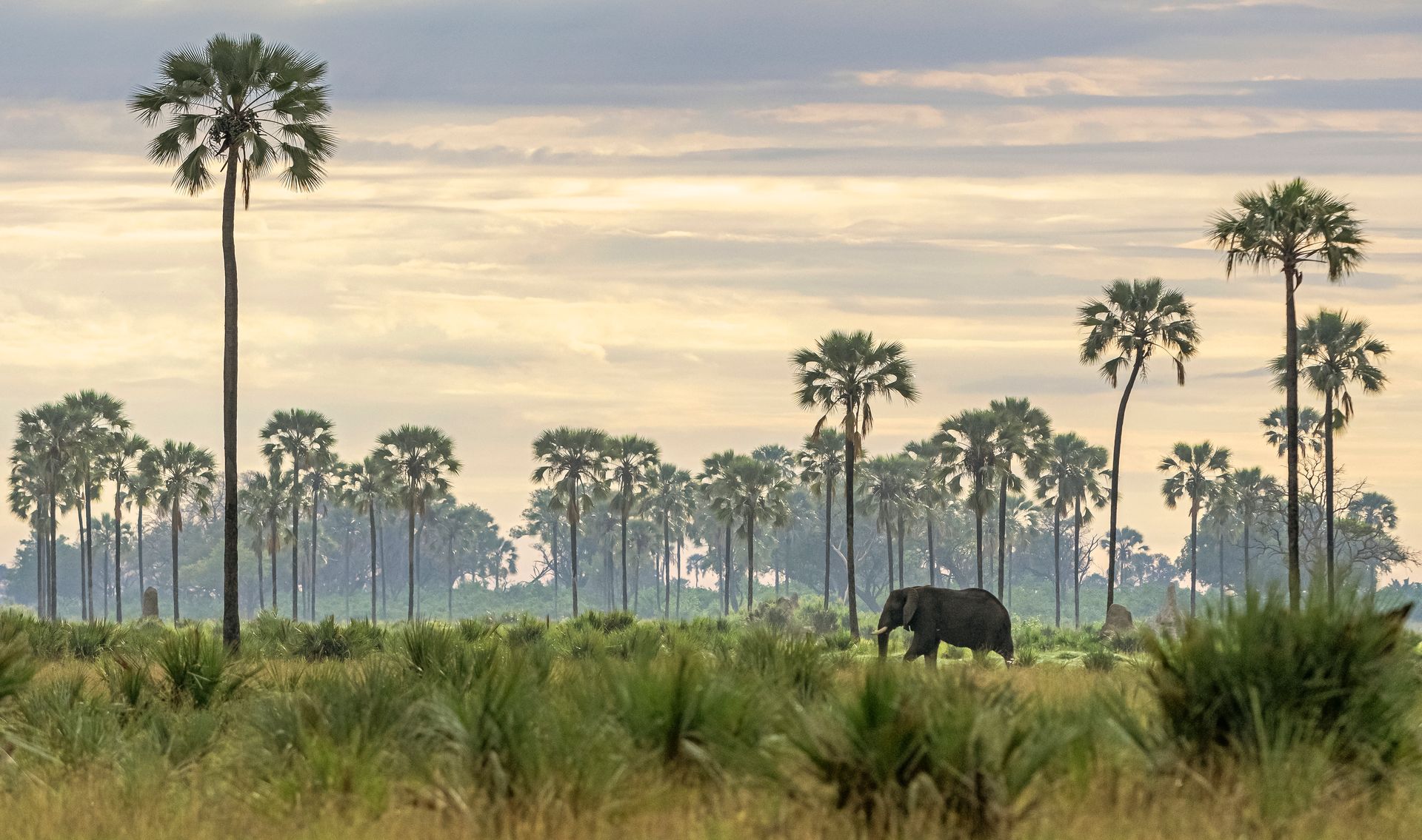 An elephant is walking through a field with palm trees in the background.