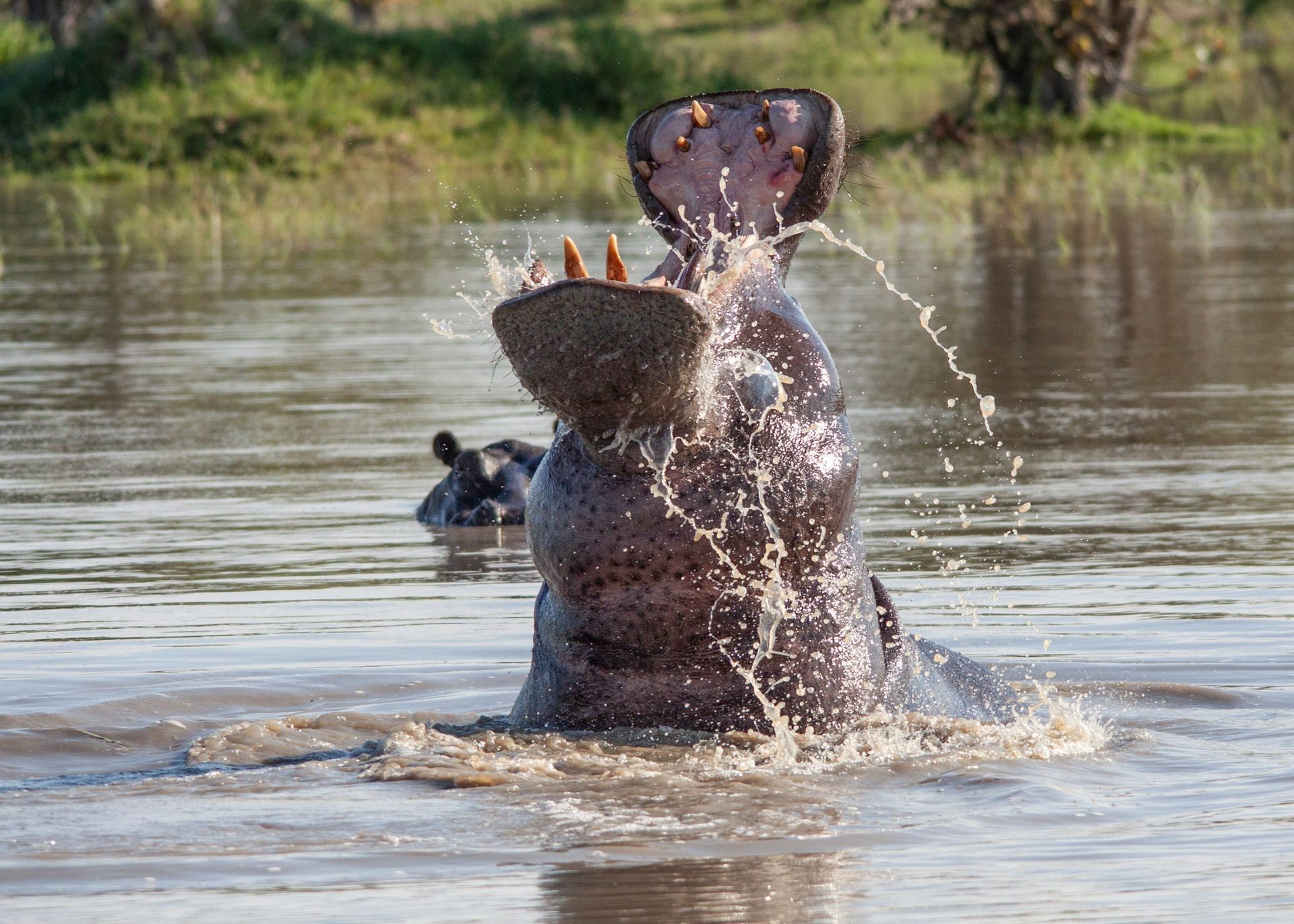 A hippopotamus is standing in the water with its mouth open.