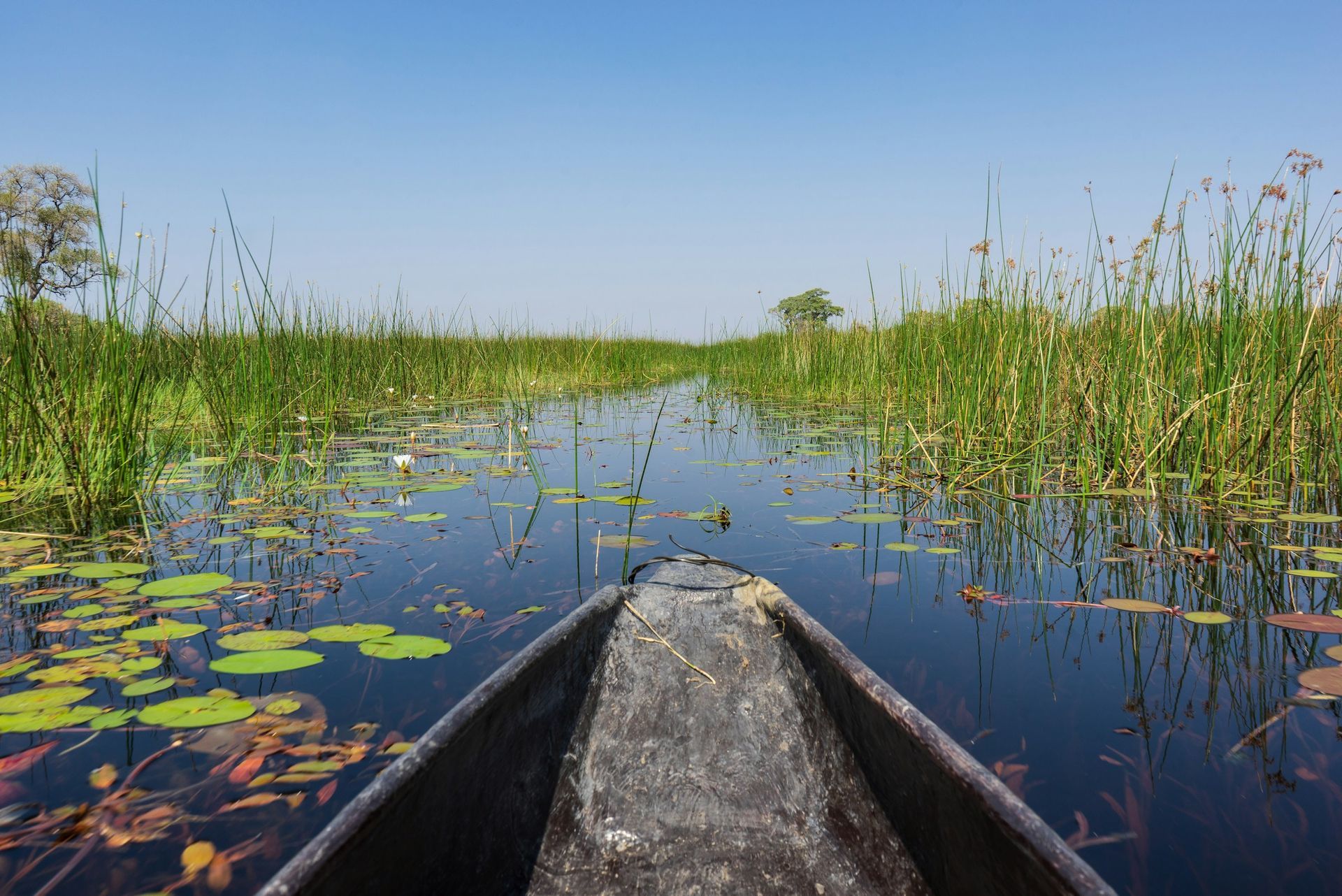 A boat is floating on a river surrounded by tall grass.