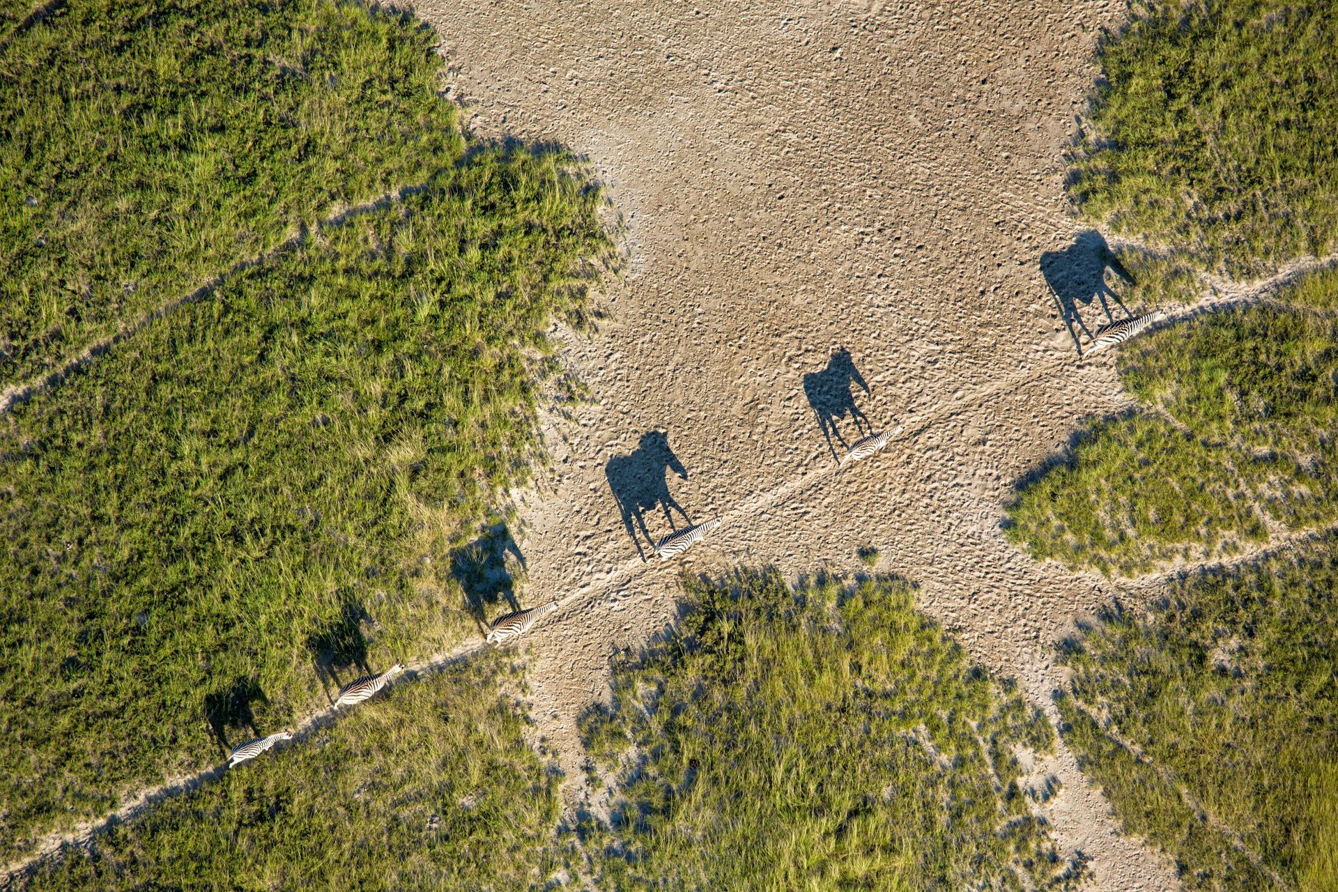 A group of horses are riding down a dirt road.