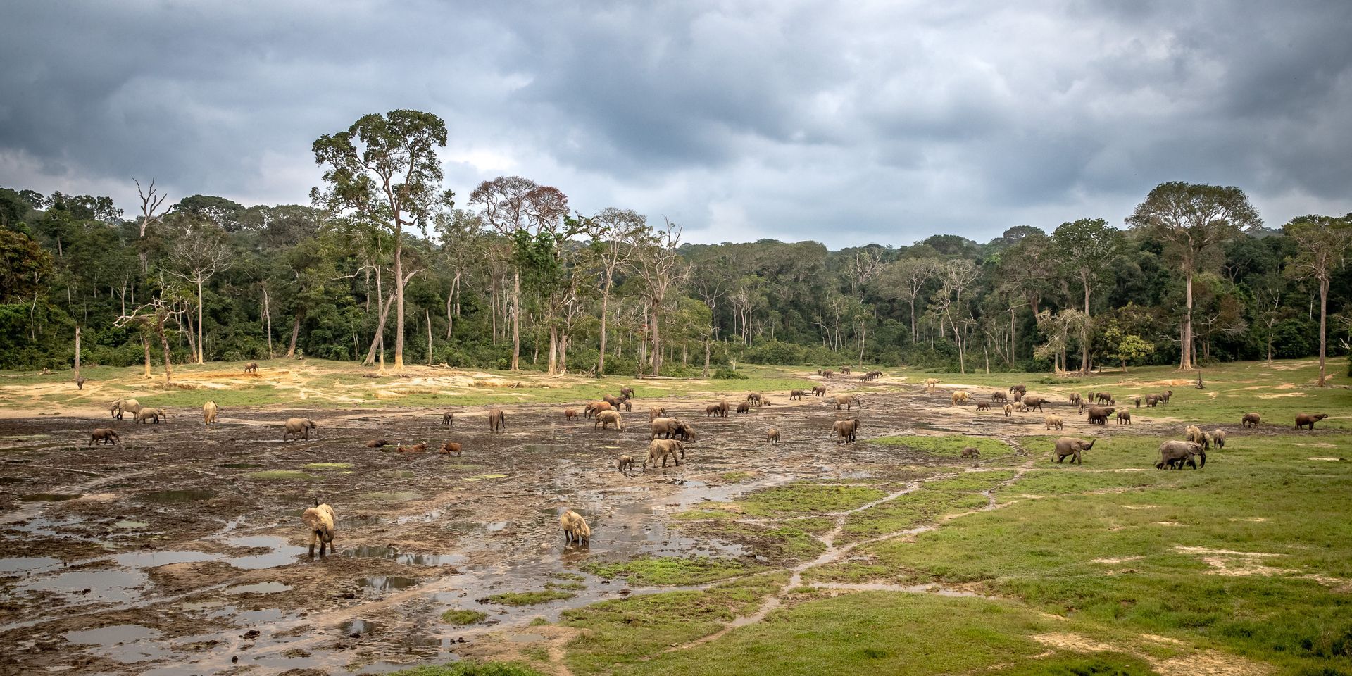A group of animals are standing in a muddy field with trees in the background.