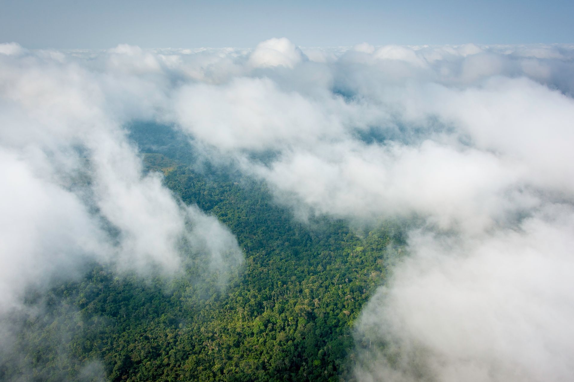 An aerial view of a lush green forest surrounded by clouds.