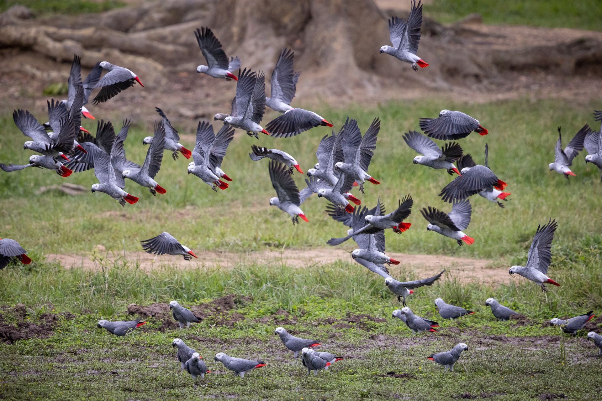 A flock of birds are flying over a grassy field.
