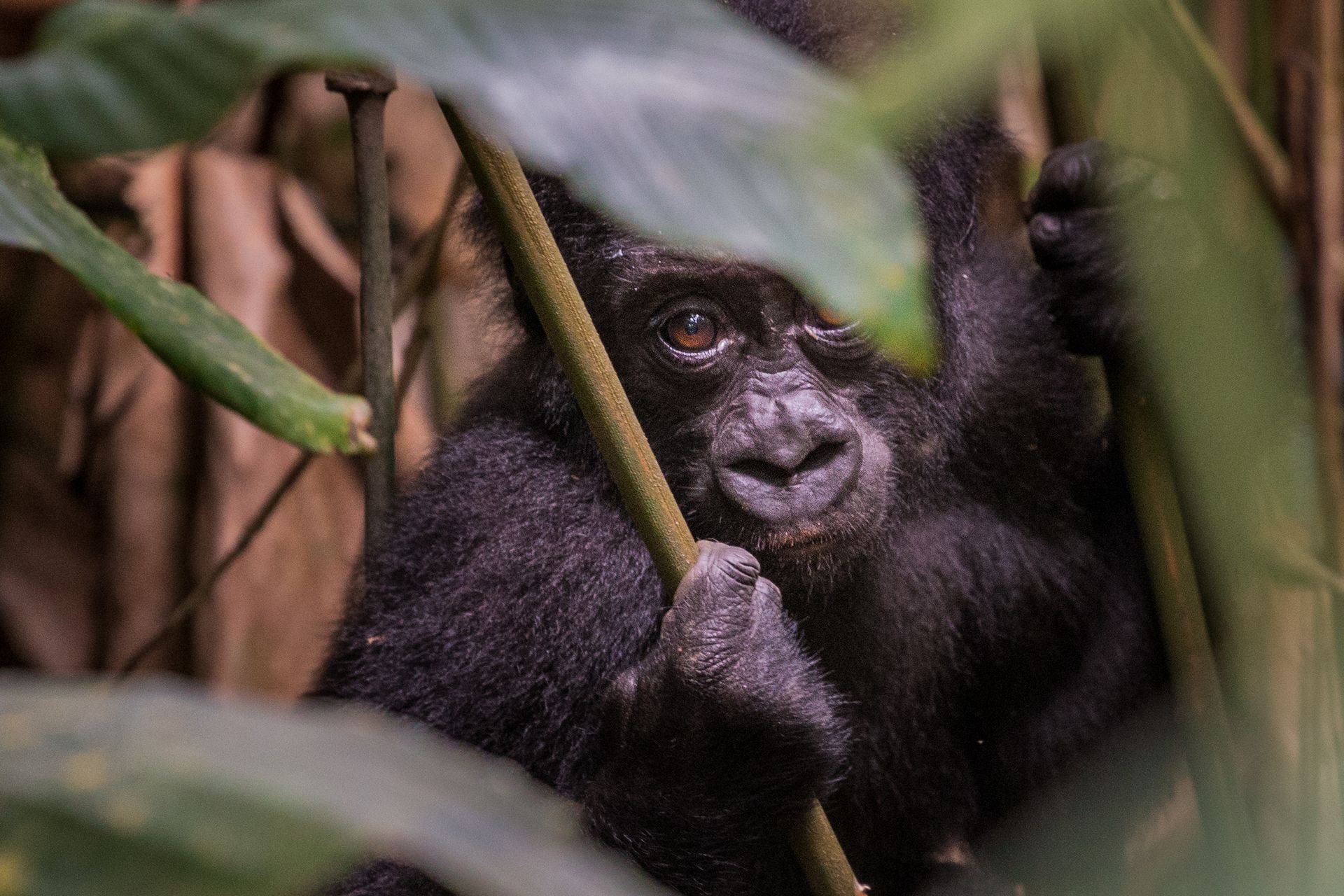 A baby gorilla is peeking out from behind a tree branch.