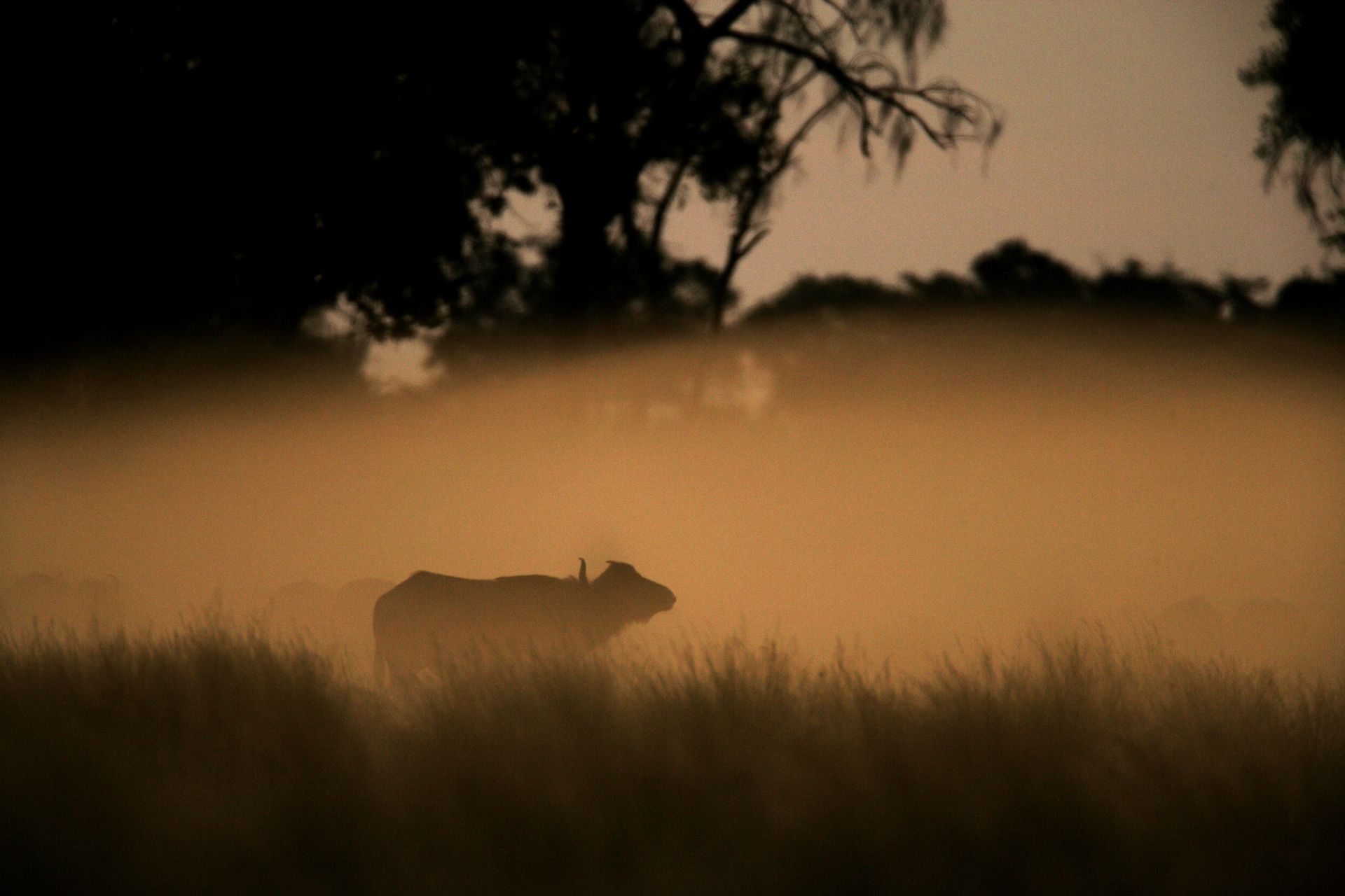A silhouette of a cow standing in a field at sunset.