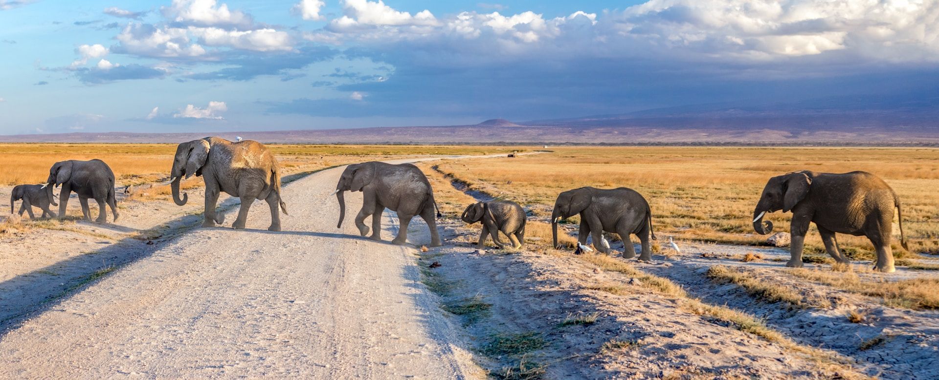 A herd of elephants are walking down a dirt road.