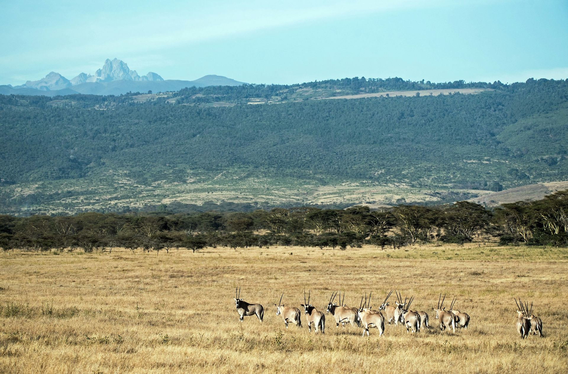 A herd of antelope standing in a field with mountains in the background.