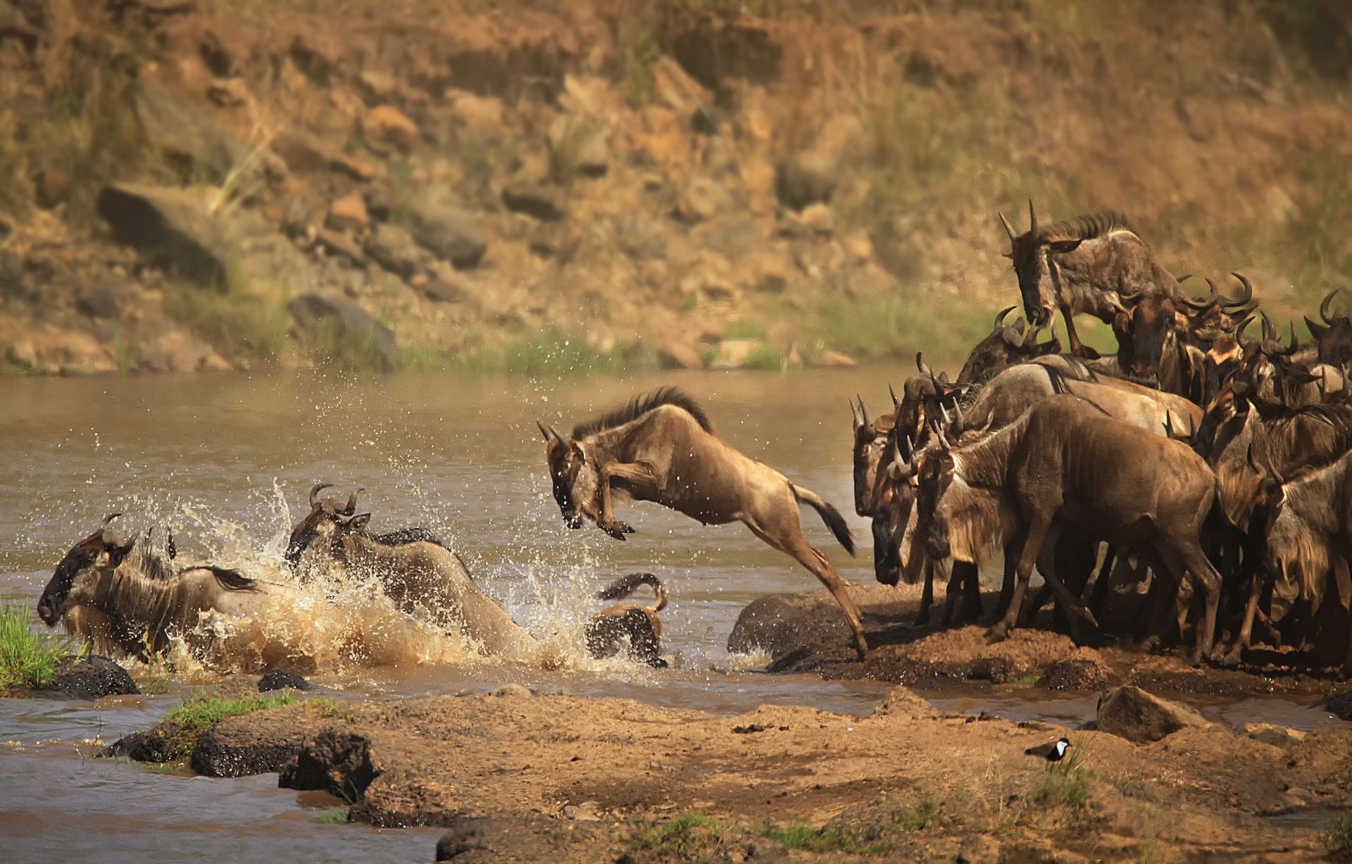 A herd of wildebeest are jumping into a river.