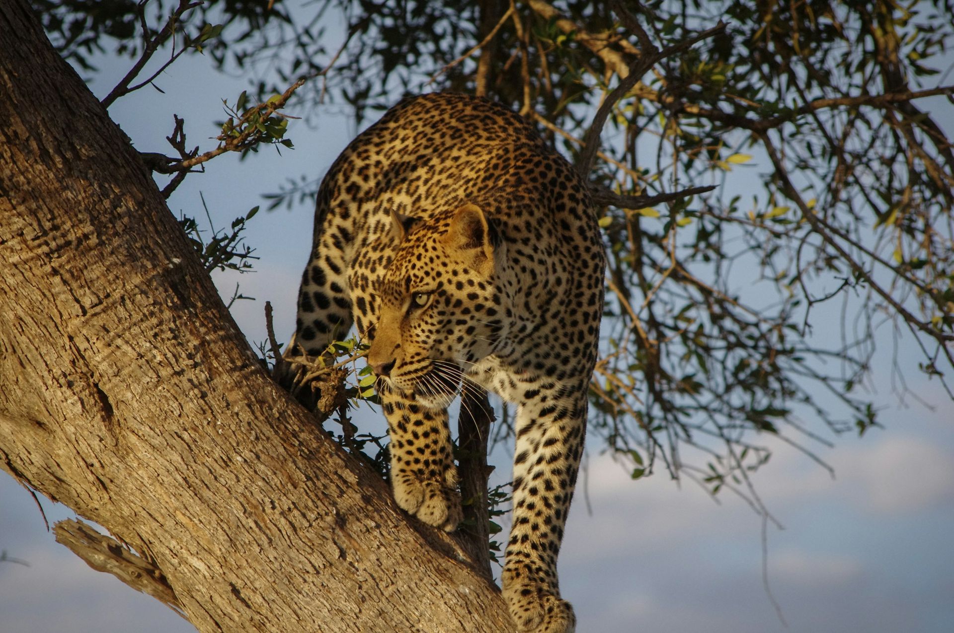 A leopard is standing on a tree branch eating leaves.