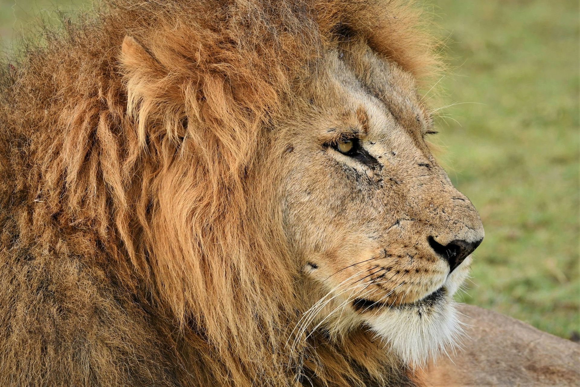 A close up of a lion laying down in the grass.