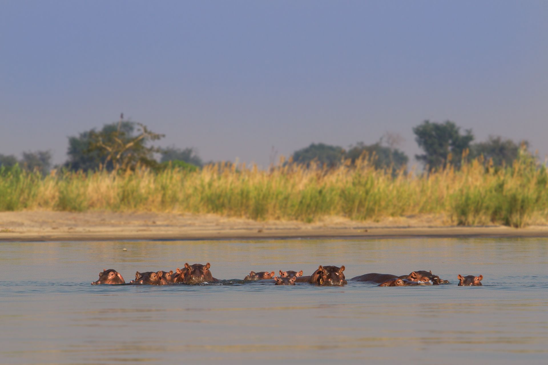A herd of hippos are swimming in a river.
