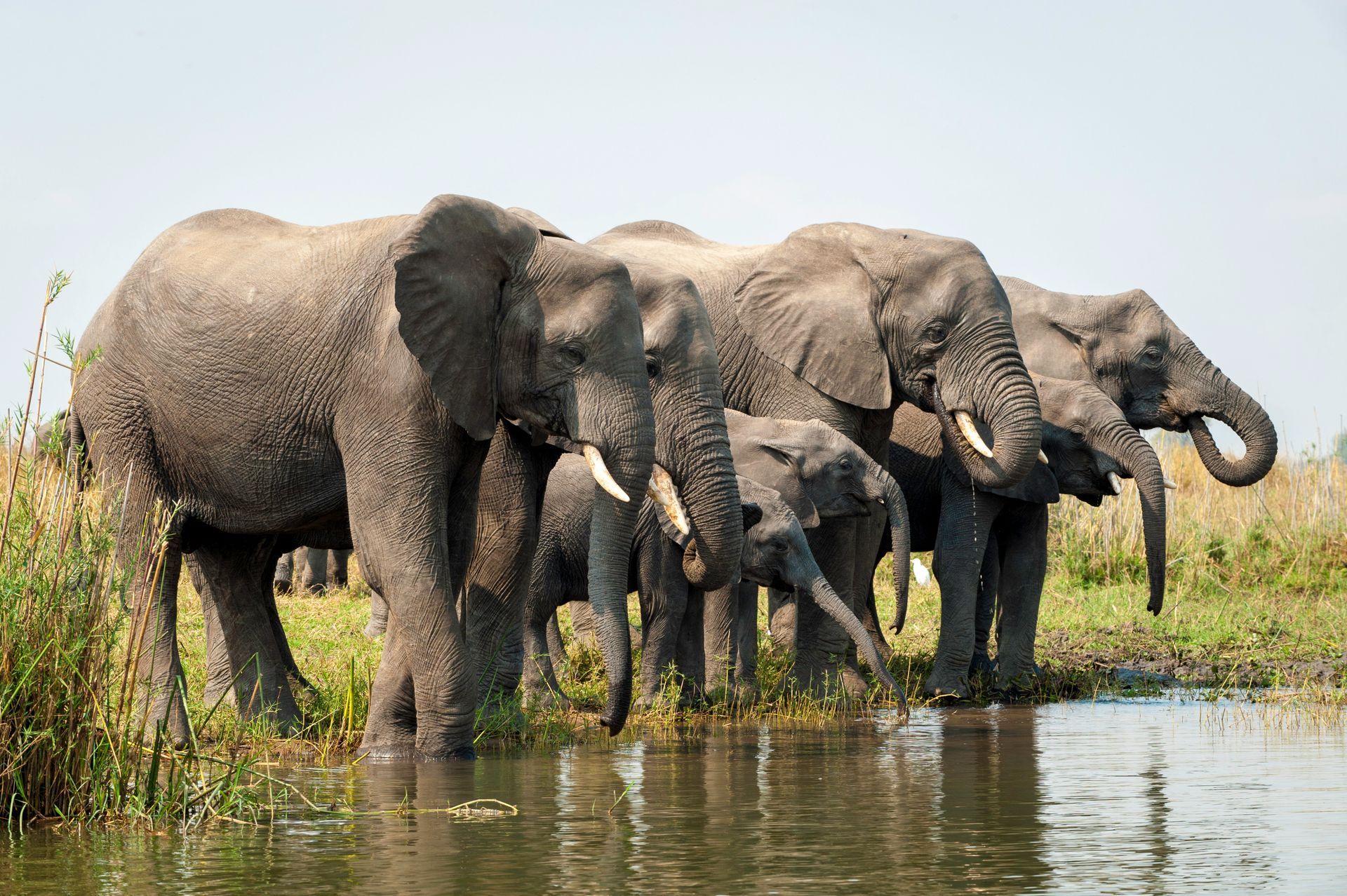 A herd of elephants are drinking water from a river.