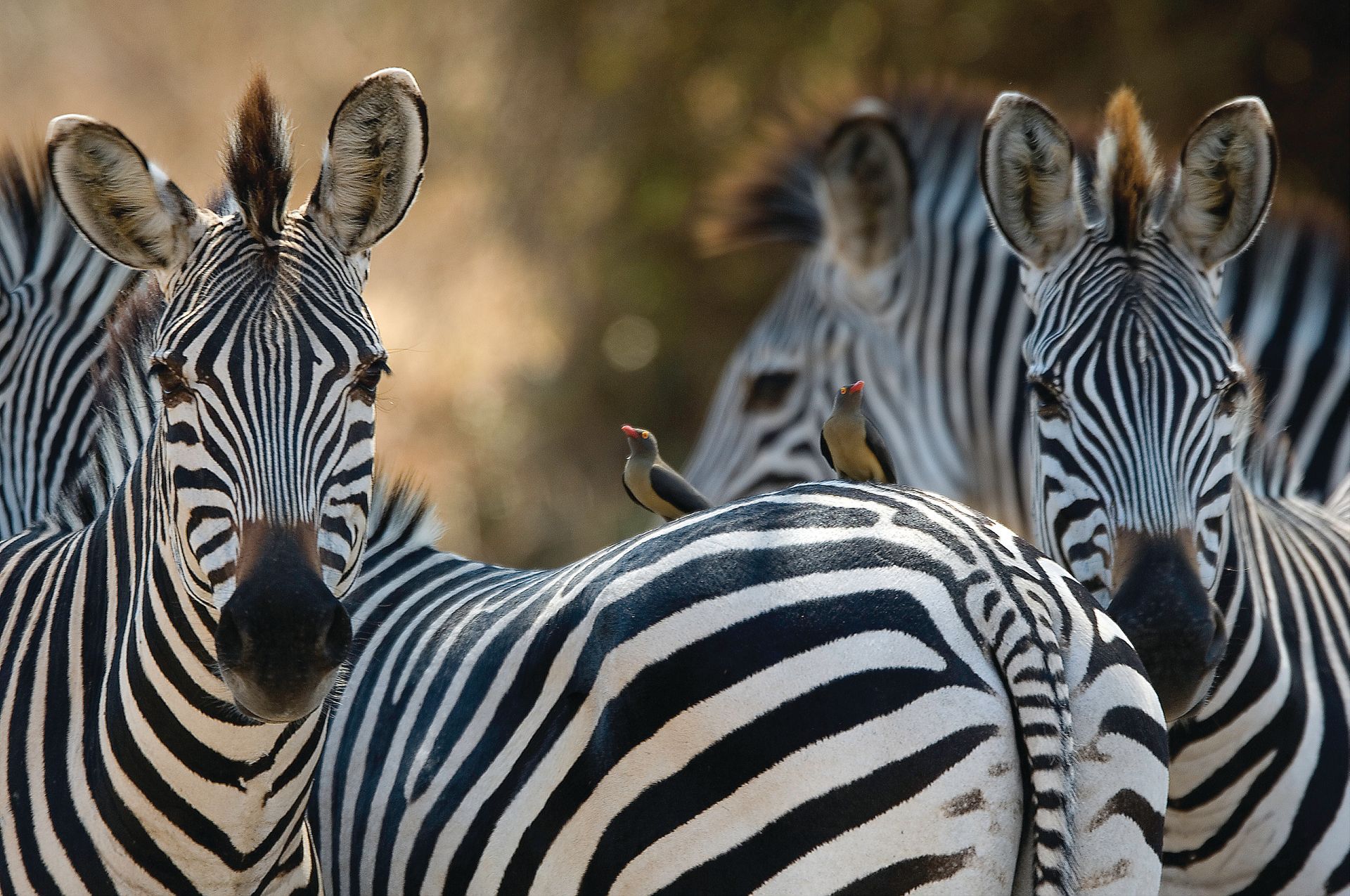A herd of zebras standing next to each other with a bird perched on the back of one of them.