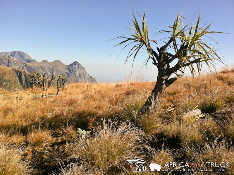 A tree in the middle of a field with mountains in the background