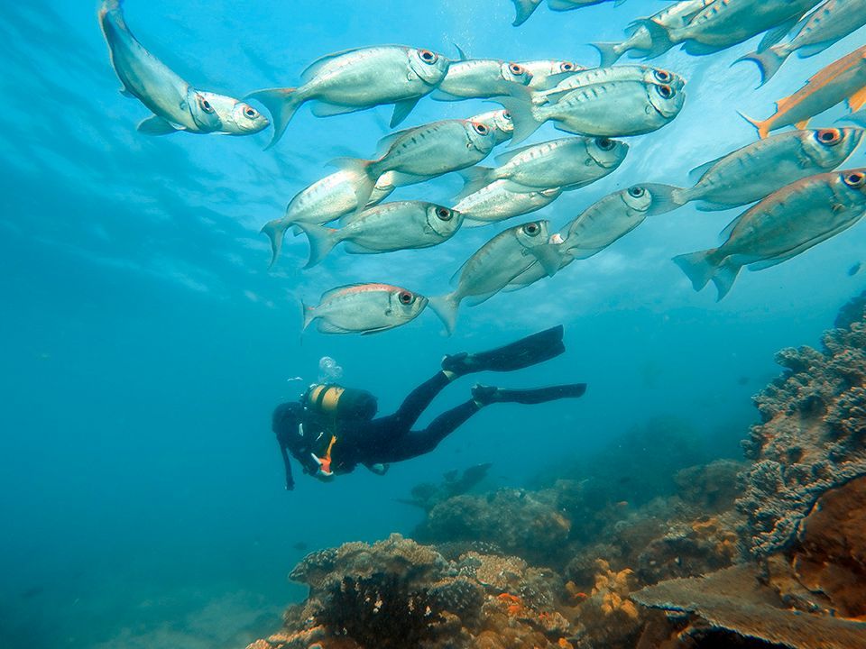 A scuba diver is swimming with a large school of fish.