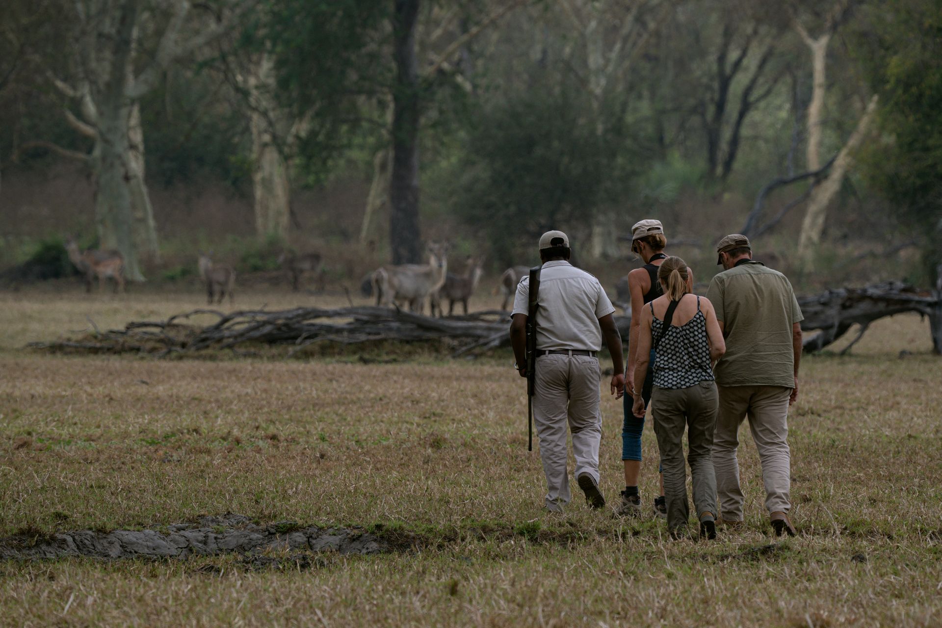 A group of people are walking through a field with zebras in the background.