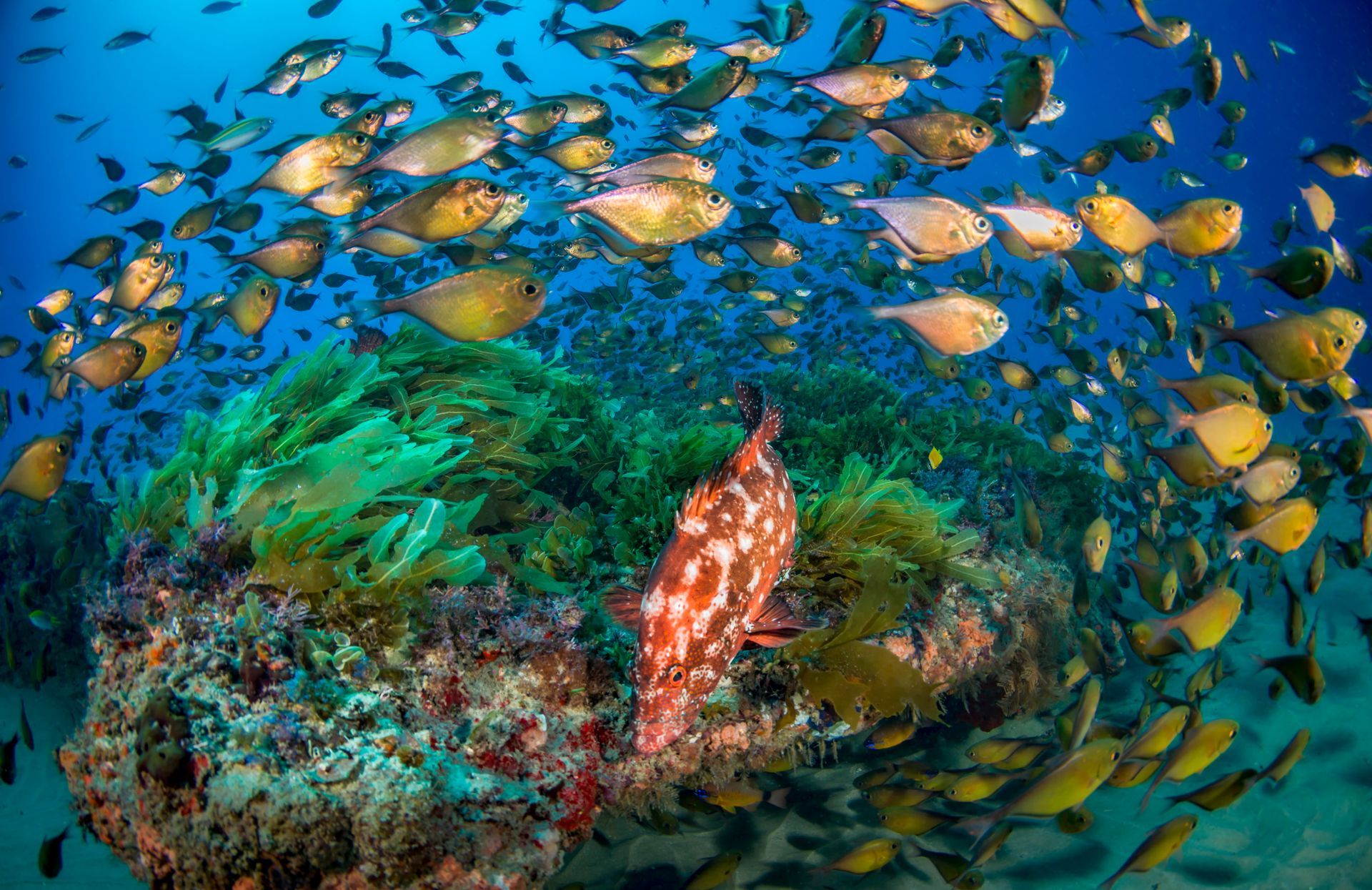 A large school of fish are swimming around a coral reef.