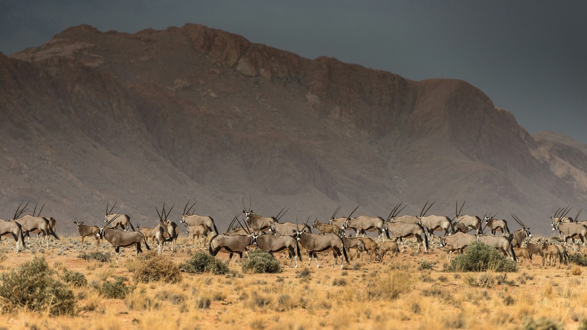 A herd of antelope standing in the desert with mountains in the background.