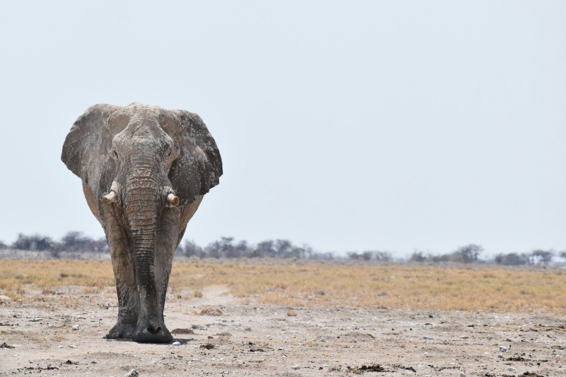 An elephant is standing in the middle of a desert looking at the camera.