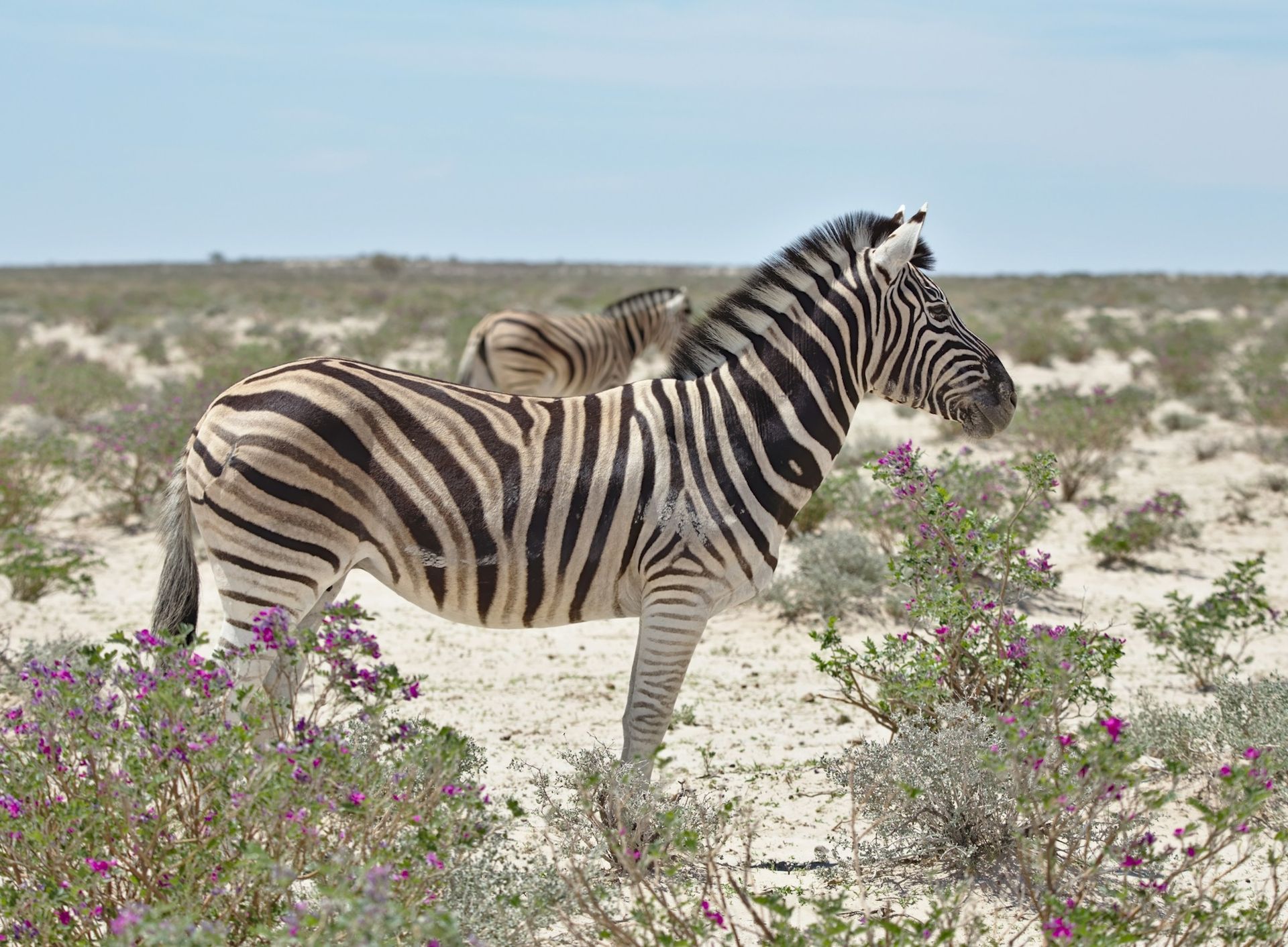 A zebra is standing in the middle of a field of flowers.