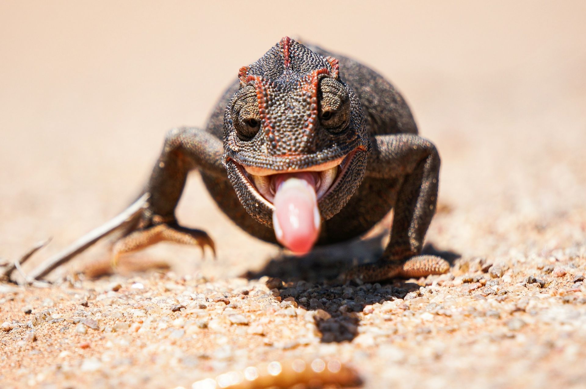 A chameleon is sticking its tongue out in the sand.