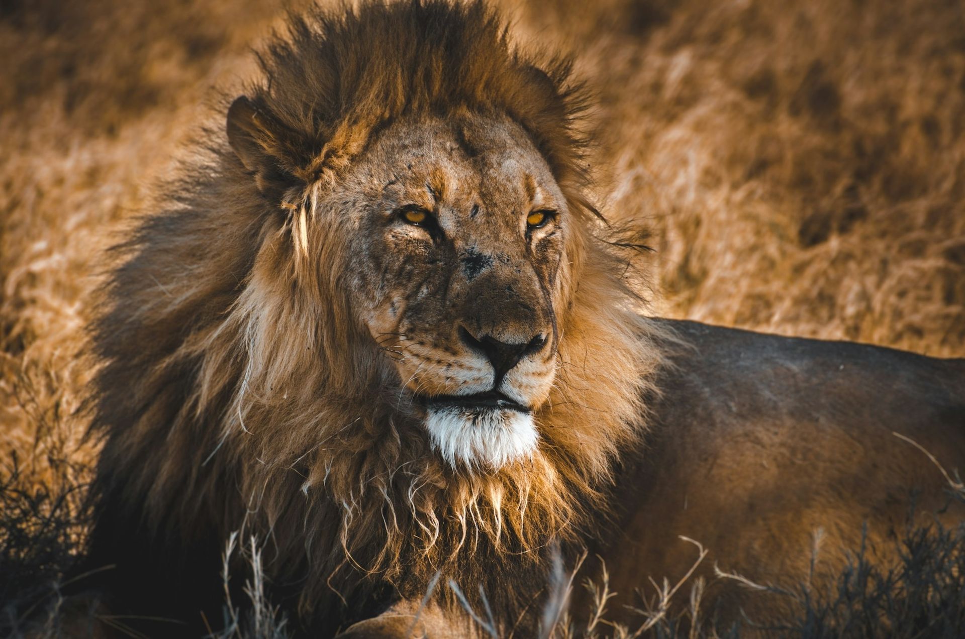 A close up of a lion laying down in the grass.