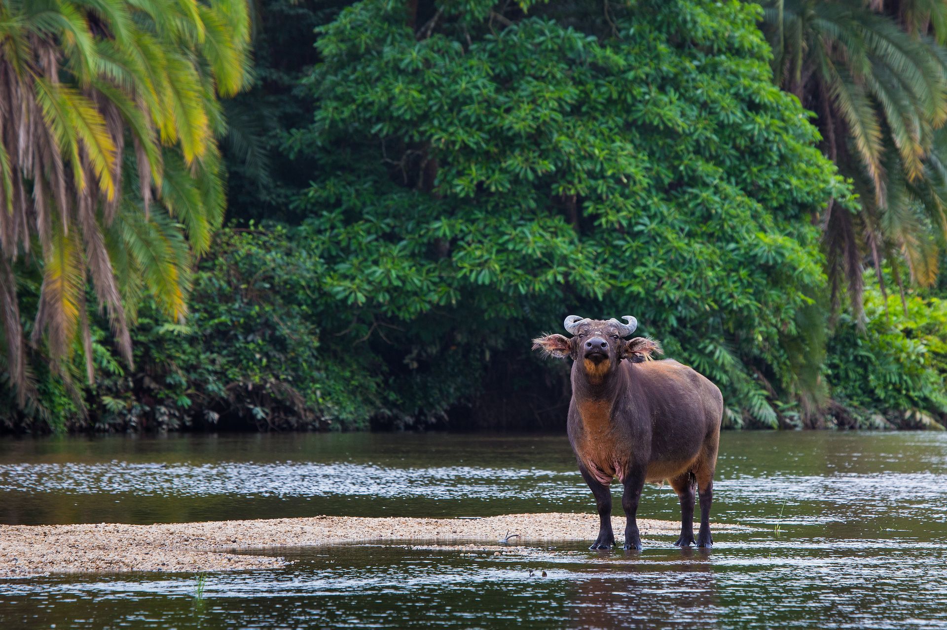 A water buffalo is standing in the middle of a river.