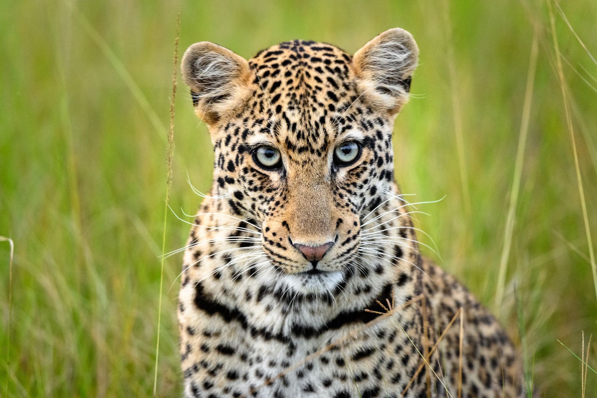 A close up of a leopard sitting in the grass looking at the camera.