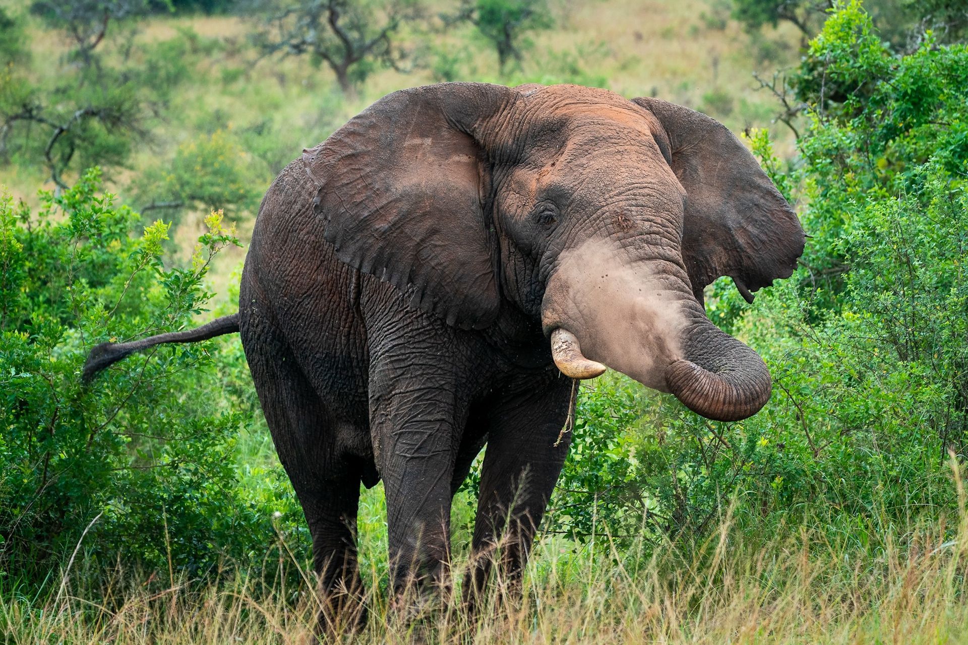 An elephant is standing in the grass with its trunk out.