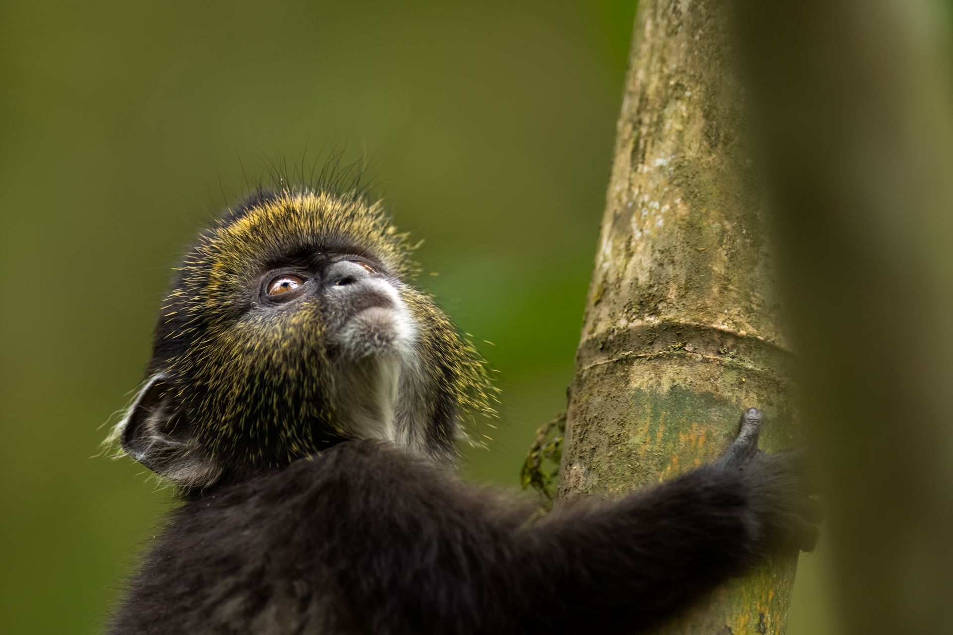 A monkey is climbing a tree and looking up at the sky.