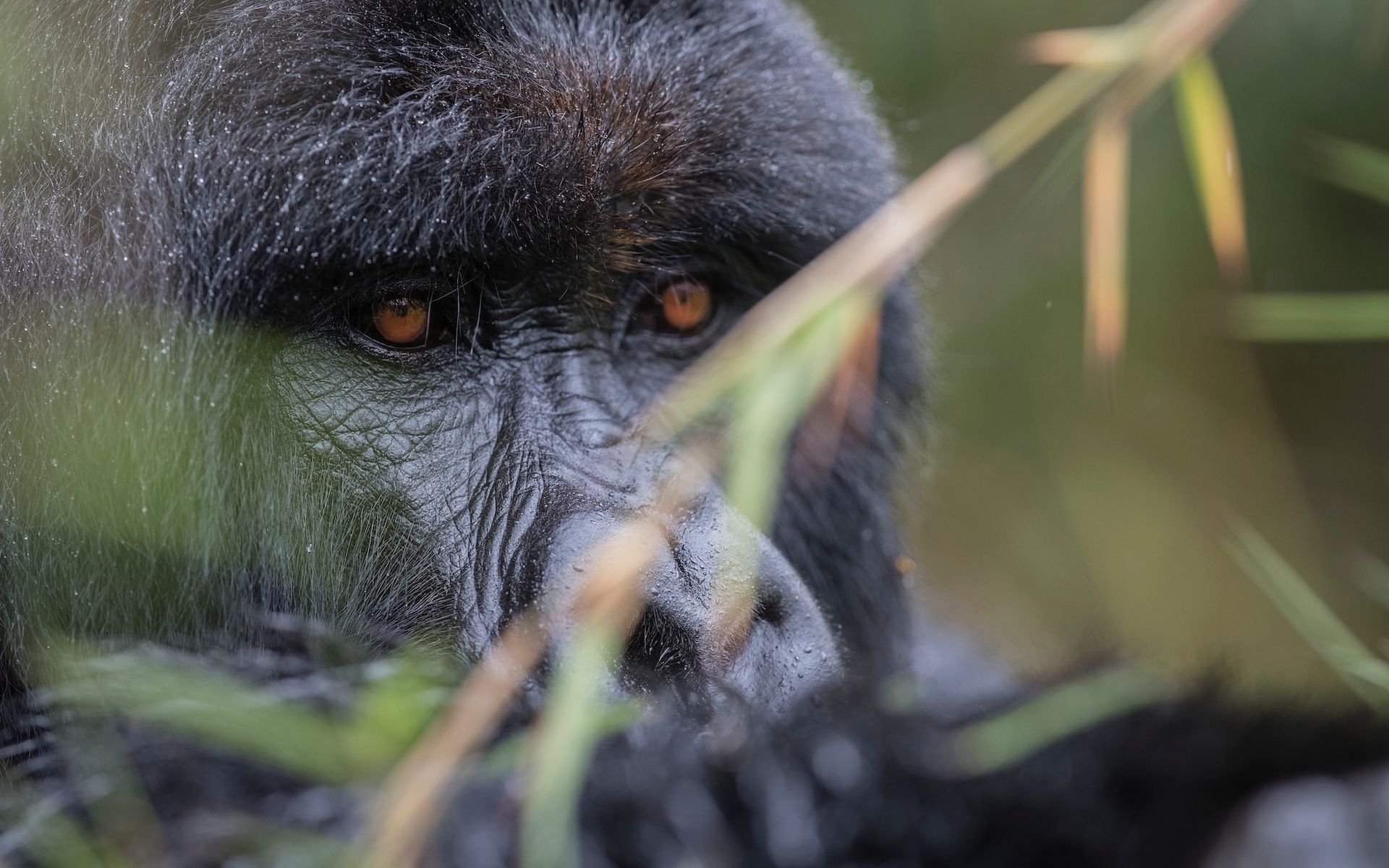 A close up of a gorilla eating grass in the wild.