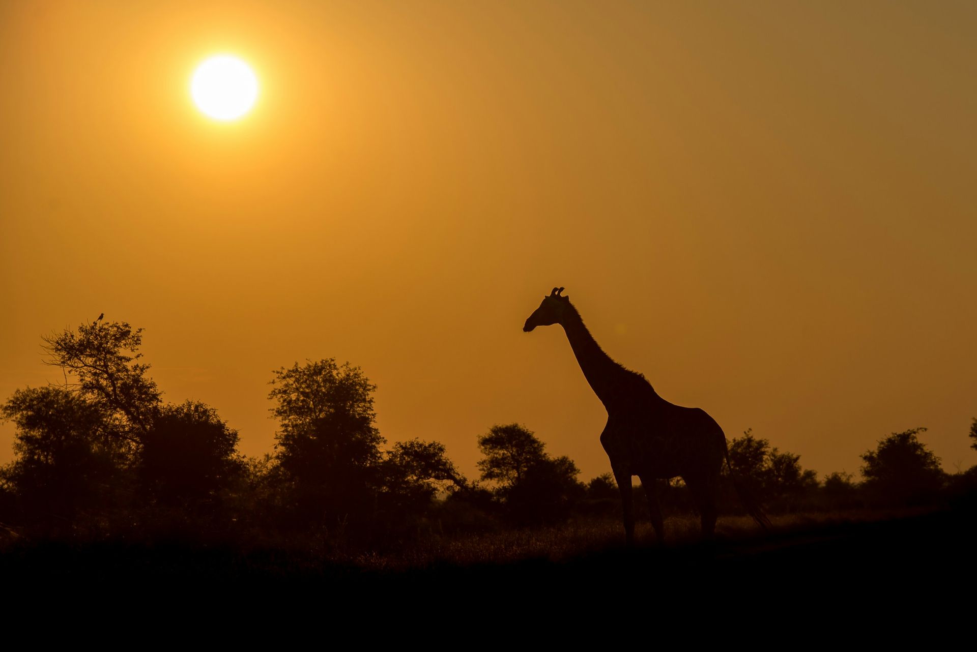 A giraffe is silhouetted against a sunset sky.