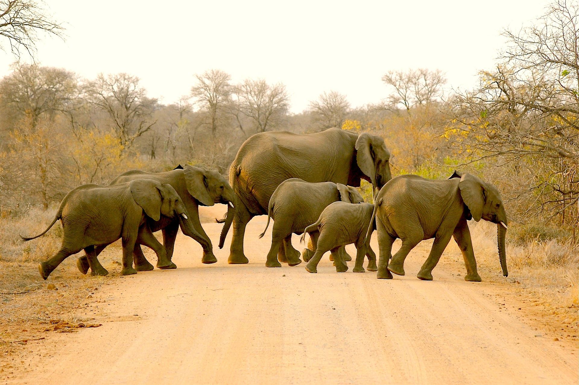 A herd of elephants are walking down a dirt road.