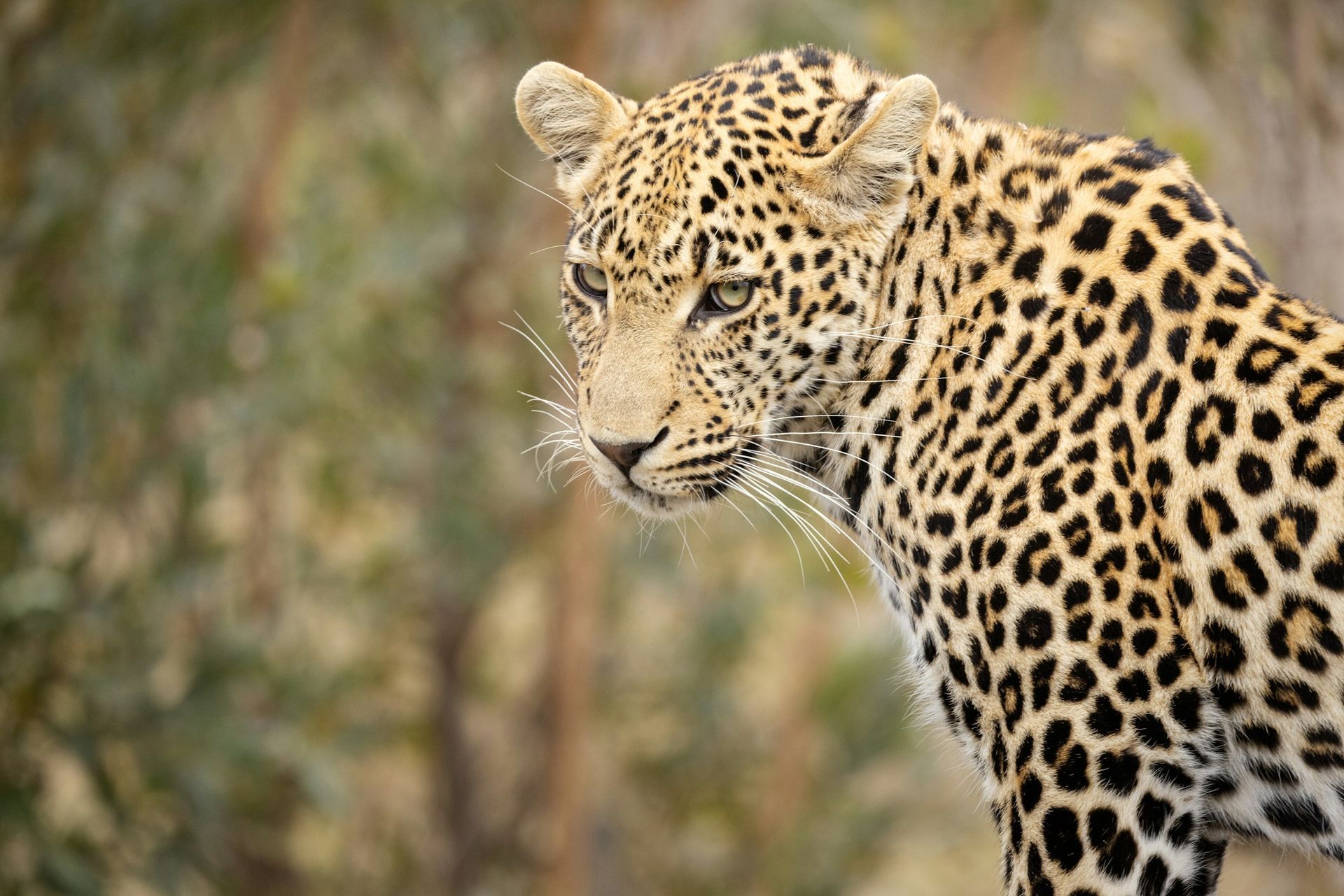 A close up of a leopard 's face with trees in the background.