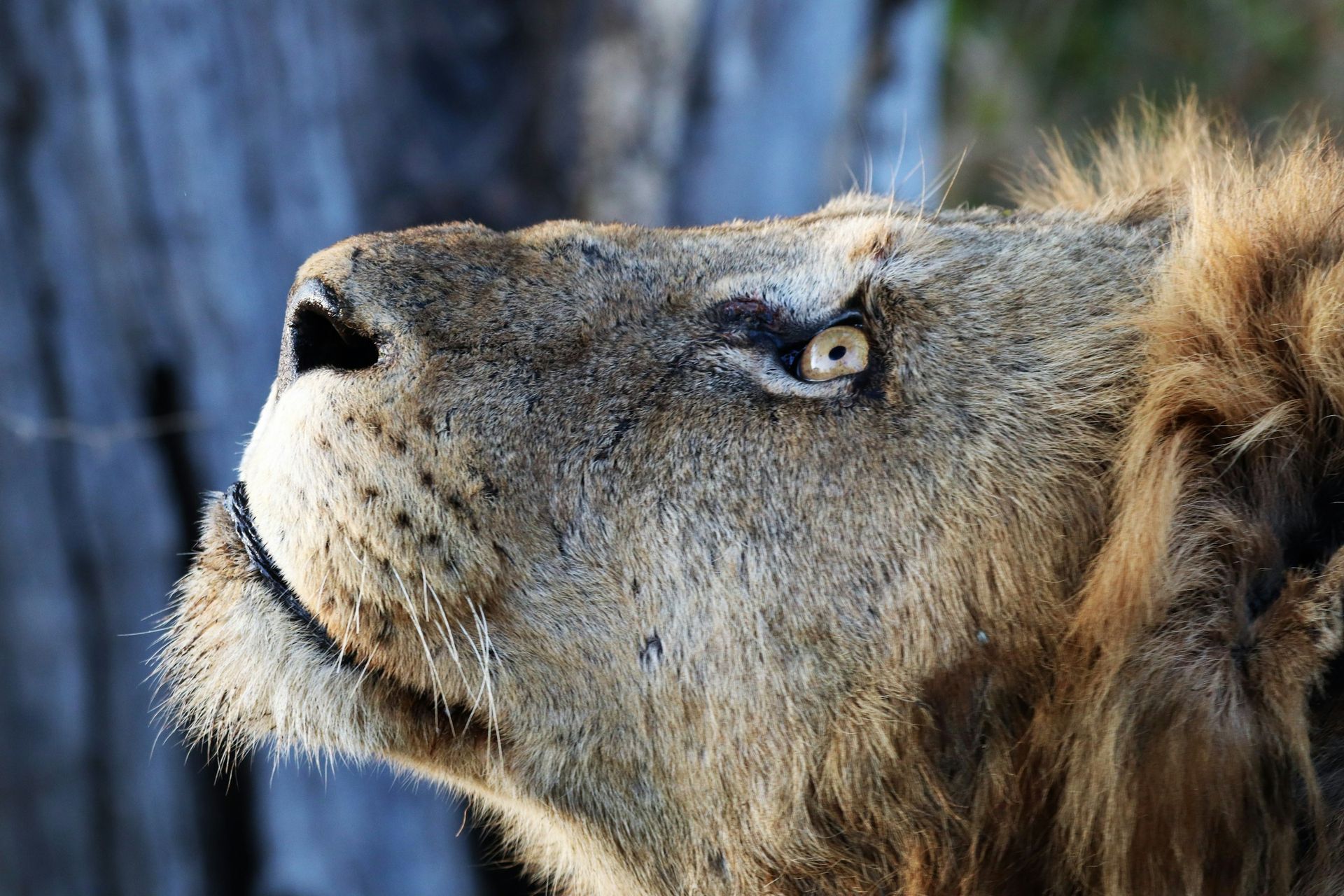 A close up of a lion 's face looking up at the sky.